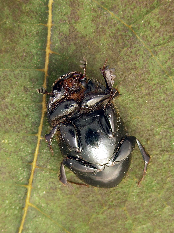 Scarabeidae: Onthophagus (Onthophagus) taurus, femmina